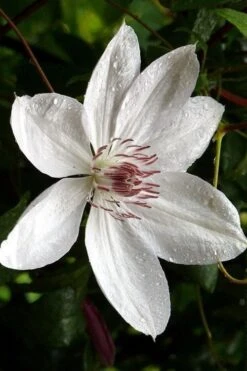 Henryi Clematis - 1 Gallon Pot -Best Plant Shop clematis henryi 6