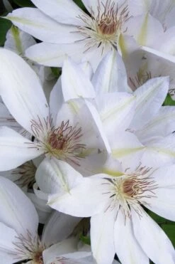 Henryi Clematis - 1 Gallon Pot -Best Plant Shop clematis henryi 7