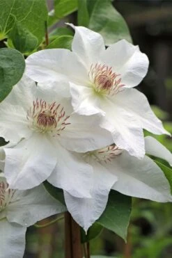 Hyde Hall Clematis - 1 Gallon Pot -Best Plant Shop clematis hyde hall 4