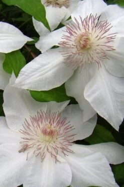 Hyde Hall Clematis - 1 Gallon Pot -Best Plant Shop clematis hyde hall 5