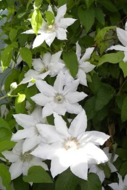 Hyde Hall Clematis - 1 Gallon Pot -Best Plant Shop clematis hyde hall 6