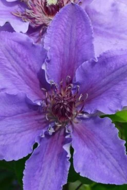 Ines Clematis - 1 Gallon Pot -Best Plant Shop clematis ines 1