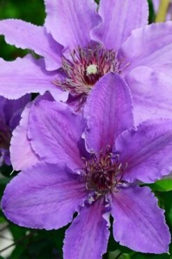 Ines Clematis - 1 Gallon Pot -Best Plant Shop clematis ines 3