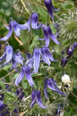 Clematis Integrifolia (Solitary Bush Clematis) - 1 Gallon Pot 12 Clematis Integrifolia (Solitary Bush Clematis) - 1 Gallon Pot -Best Plant Shop clematis integrifolia soiltary bush clematis 4