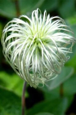 Clematis Integrifolia (Solitary Bush Clematis) - 1 Gallon Pot 14 Clematis Integrifolia (Solitary Bush Clematis) - 1 Gallon Pot -Best Plant Shop clematis integrifolia soiltary bush clematis 6