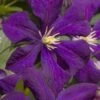Jakmanii Purple Clematis - 1 Gallon Pot -Best Plant Shop clematis jackmanii 7