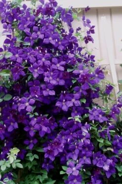Jakmanii Purple Clematis - 1 Gallon Pot -Best Plant Shop clematis jackmanii 9