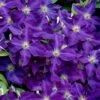 Jackmanii Superba Clematis - 1 Gallon Pot 1 Jackmanii Superba Clematis - 1 Gallon Pot -Best Plant Shop clematis jackmanii superba 1
