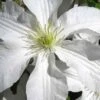 John Huxtable Clematis - 1 Gallon Pot 1 John Huxtable Clematis - 1 Gallon Pot -Best Plant Shop clematis john huxtable 2