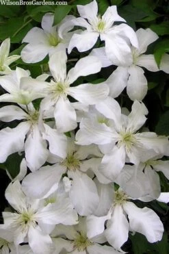 John Huxtable Clematis - 1 Gallon Pot 10 John Huxtable Clematis - 1 Gallon Pot -Best Plant Shop clematis john huxtable 3