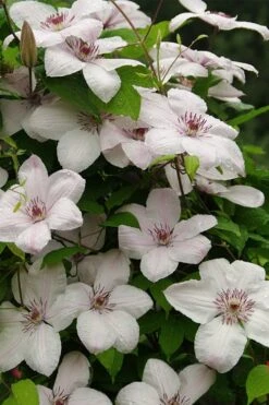 John Paul II Clematis - 1 Gallon Pot 12 John Paul II Clematis - 1 Gallon Pot -Best Plant Shop clematis john paul II 11