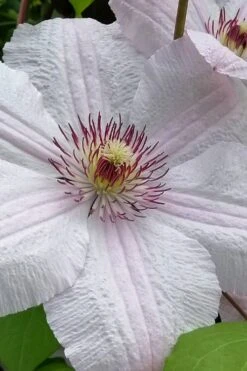 John Paul II Clematis - 1 Gallon Pot 11 John Paul II Clematis - 1 Gallon Pot -Best Plant Shop clematis john paul II 12