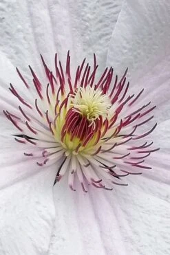 John Paul II Clematis - 1 Gallon Pot 13 John Paul II Clematis - 1 Gallon Pot -Best Plant Shop clematis john paul II 5