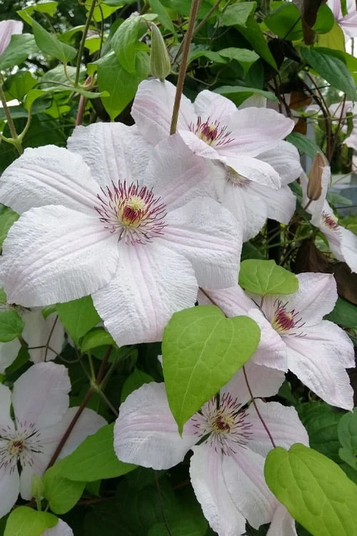 John Paul II Clematis - 1 Gallon Pot 3 John Paul II Clematis - 1 Gallon Pot
