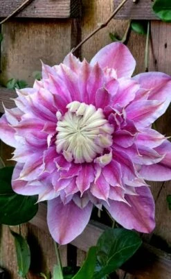 Josephine Clematis - 1 Gallon Pot -Best Plant Shop clematis josephine 13