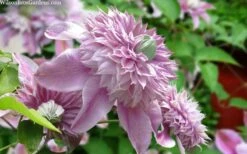 Josephine Clematis - 1 Gallon Pot -Best Plant Shop clematis josephine 15