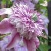 Josephine Clematis - 1 Gallon Pot -Best Plant Shop clematis josephine 16