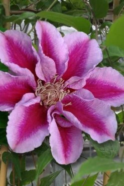Killian Donahue Clematis - 1 Gallon Pot -Best Plant Shop clematis killian donahue 1