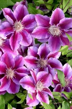 Killian Donahue Clematis - 1 Gallon Pot -Best Plant Shop clematis killian donahue 2