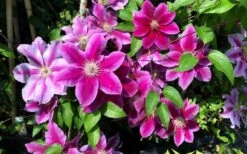Killian Donahue Clematis - 1 Gallon Pot -Best Plant Shop clematis killian donahue 3