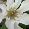 Kitty Clematis - 1 Gallon Pot -Best Plant Shop clematis kitty 14