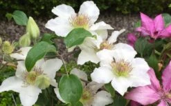 Kitty Clematis - 1 Gallon Pot 15 Kitty Clematis - 1 Gallon Pot -Best Plant Shop clematis kitty 2