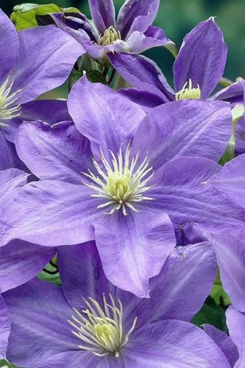 Lady Northcliffe Clematis - 1 Gallon Pot 3 Lady Northcliffe Clematis - 1 Gallon Pot
