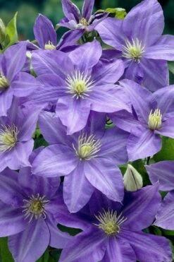 Lady Northcliffe Clematis - 1 Gallon Pot 9 Lady Northcliffe Clematis - 1 Gallon Pot -Best Plant Shop clematis lady northcliffe 2