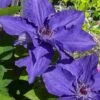 Lindsay Clematis - 1 Gallon Pot -Best Plant Shop clematis lindsay 4