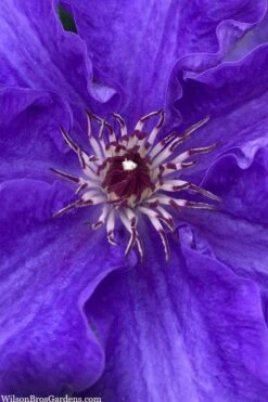 Lindsay Clematis - 1 Gallon Pot -Best Plant Shop clematis lindsay 5