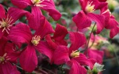 Madame Julia Correvon Clematis - 1 Gallon Pot -Best Plant Shop clematis madame julia correvon 13