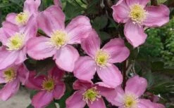 Montana Elizabeth Clematis - 1 Gallon Pot -Best Plant Shop clematis montana elizabeth 2