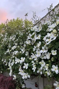 Grandiflora Montana Clematis - 1 Gallon Pot -Best Plant Shop clematis montana grandiflora 1