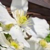 Grandiflora Montana Clematis - 1 Gallon Pot -Best Plant Shop clematis montana grandiflora 13
