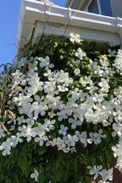 Grandiflora Montana Clematis - 1 Gallon Pot -Best Plant Shop clematis montana grandiflora 2