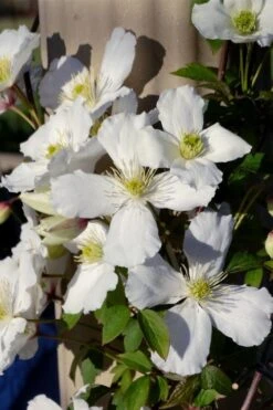 Grandiflora Montana Clematis - 1 Gallon Pot -Best Plant Shop clematis montana grandiflora 9