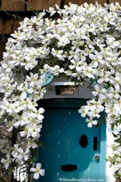 Grandiflora Montana Clematis - 1 Gallon Pot -Best Plant Shop clematis montana grandiflora20copy