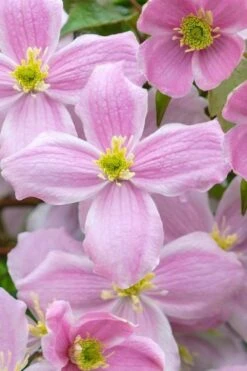 Mayleen Montana Clematis - 1 Gallon Pot -Best Plant Shop clematis montana mayleen 1