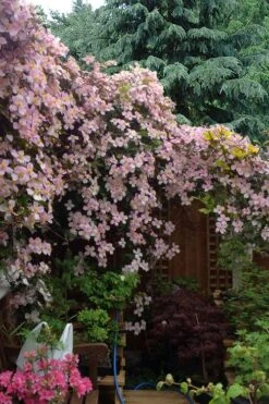 Mayleen Montana Clematis - 1 Gallon Pot -Best Plant Shop clematis montana mayleen 12