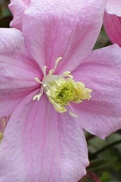 Mayleen Montana Clematis - 1 Gallon Pot -Best Plant Shop clematis montana mayleen 4