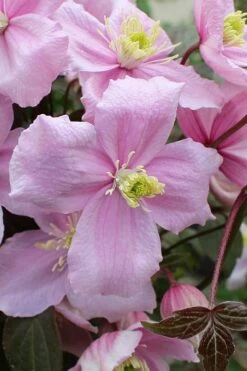 Mayleen Montana Clematis - 1 Gallon Pot -Best Plant Shop clematis montana mayleen 5
