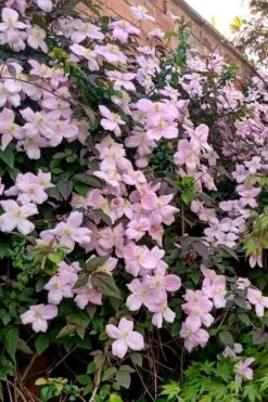 Mayleen Montana Clematis - 1 Gallon Pot -Best Plant Shop clematis montana mayleen 6