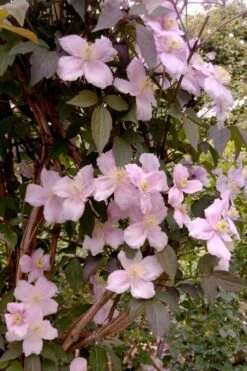 Montana Rubens Clematis - 1 Gallon Pot -Best Plant Shop clematis montana rubens 6