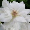 Mrs. George Jackman Clematis - 1 Gallon Pot -Best Plant Shop clematis mrs george jackman 10