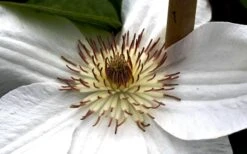 Mrs. George Jackman Clematis - 1 Gallon Pot 14 Mrs. George Jackman Clematis - 1 Gallon Pot -Best Plant Shop clematis mrs george jackman 8