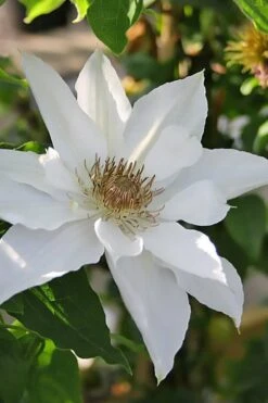 Mrs. George Jackman Clematis - 1 Gallon Pot 13 Mrs. George Jackman Clematis - 1 Gallon Pot -Best Plant Shop clematis mrs george jackman 9