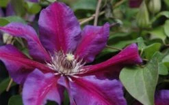 Mrs. Norman Thompson Clematis - 1 Gallon Pot -Best Plant Shop clematis mrs n thompson 1