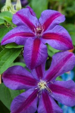 Mrs. Norman Thompson Clematis - 1 Gallon Pot -Best Plant Shop clematis mrs n thompson 7