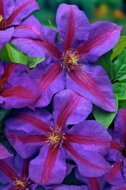 Mrs. Norman Thompson Clematis - 1 Gallon Pot -Best Plant Shop clematis mrs norman thompson 20