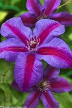 Mrs. Norman Thompson Clematis - 1 Gallon Pot -Best Plant Shop clematis mrs norman thompson 21